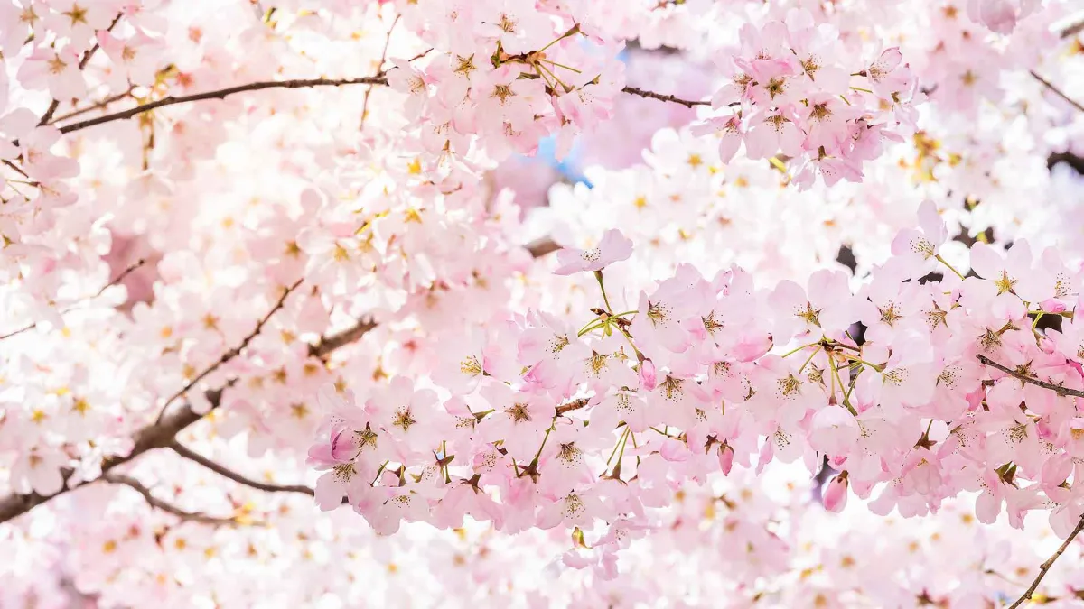 a close up of some flowers